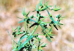Euphorbia exigua, Euphorbe fluette