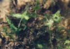 Lemna trisulca, Lentille d'eau à trois lobes