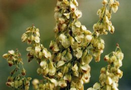 Rumex aquaticus