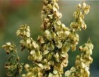 Rumex aquaticus