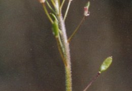 Draba muralis