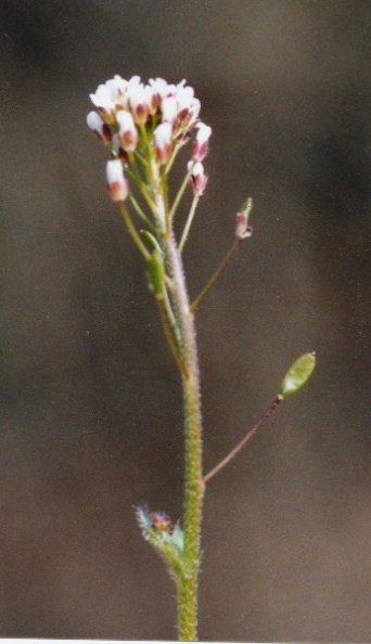 20040405_clos-de-doubs_st-ursanne_draba_muralis_01.jpg