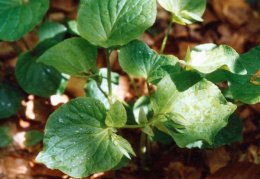 Viola mirabilis