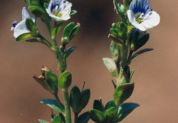 Veronica serpyllifolia, Véronique à feuilles de serpolet