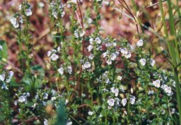 Veronica serpyllifolia, Véronique à feuilles de serpolet