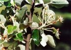 Pyrus nivalis, Poirier des neiges