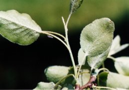 Pyrus nivalis, Poirier des neiges