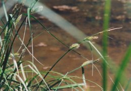 Carex rostrata