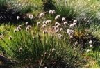 Eriophorum vaginatum, Linaigrette engainante
