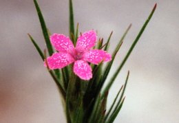 Dianthus armeria