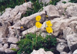 Meconopsis cambrica, Méconopside du Pays de Galles