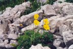 Meconopsis cambrica, Méconopside du Pays de Galles