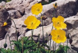 Meconopsis cambrica, Méconopside du Pays de Galles