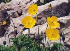 Meconopsis cambrica, Méconopside du Pays de Galles