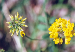 Coronilla coronata, Coronille en couronne