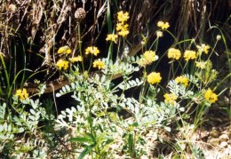 Coronilla coronata, Coronille en couronne