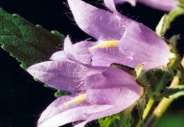 Campanula trachelium, Campanule gantelée