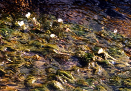 Ranunculus fluitans, Renoncule flottante