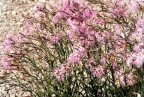 Dianthus superbus