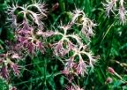 Dianthus superbus