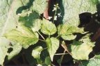Circaea x intermedia, Circée intermédiaire