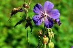 Geranium pratense, Géranium des prés