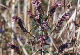 Odontites vernus, Odontitès du printemps