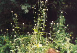 Dipsacus pilosus, Cardère poilue