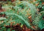 Polystichum setiferum