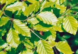 Fagus sylvatica, Hêtre