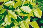 Fagus sylvatica, Hêtre