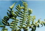 Athyrium filix-femina