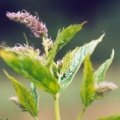 20050713_le-noirmont_la-goule-presqu-ile_mentha_spicata_01.jpg