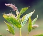 Mentha spicata, Menthe en grappe