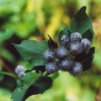 Arctium tomentosum, Bardane tomenteuse