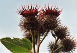 Arctium tomentosum, Bardane tomenteuse