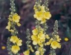 Verbascum densiflorum, Molène à fleurs denses