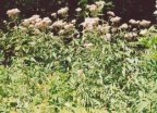 Eupatorium cannabinum, Eupatoire chanvrine