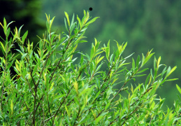 Salix purpurea subsp.gracilis
