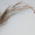 20060808_le_chenit_potamogeton_pectinatus_.jpg