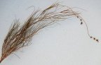 Potamogeton pectinatus