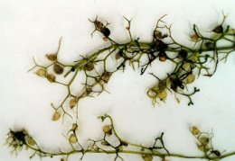Utricularia minor, Petite utriculaire