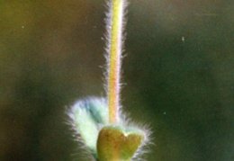 Cerastium brachypetalum