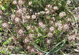 Hornungia petraea