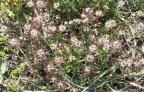 Hornungia petraea