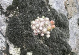 Sempervivum arachnoideum