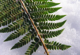 Polystichum setiferum, Polystic à dents sétacées