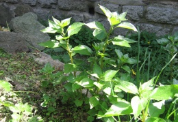 Parietaria officinalis