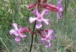 Silene viscaria