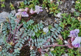 Oxytropis helvetica